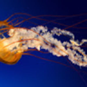 Meet your Posher, Carissa